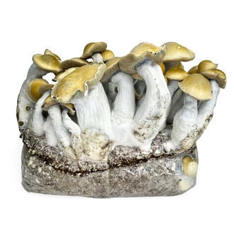 Bolsa de cultivo Ready-2-Grow 'Makilla Gorilla' de Zamnesia