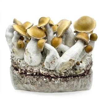 Bolsa de cultivo Ready-2-Grow 'Makilla Gorilla' de Zamnesia