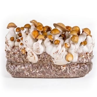 Bolsa de cultivo Ready-2-Grow 'Makilla Gorilla' de Zamnesia