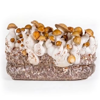 Bolsa de cultivo Ready-2-Grow 'Makilla Gorilla' de Zamnesia