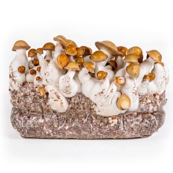 Bolsa de cultivo Ready-2-Grow 'Makilla Gorilla' de Zamnesia