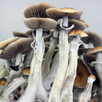 Bolsa Ready-2-Grow 'Jedi Mind Fuck' de Zamnesia