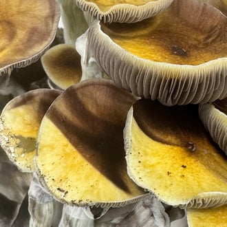 Bolsa Ready-2-Grow 'Jedi Mind Fuck' de Zamnesia