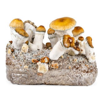 Bolsa Ready-2-Grow 'Hillbilly Pumpkin' de Zamnesia