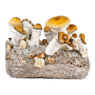 Bolsa Ready-2-Grow 'Hillbilly Pumpkin' de Zamnesia