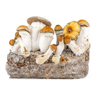 Bolsa Ready-2-Grow 'Hillbilly Pumpkin' de Zamnesia