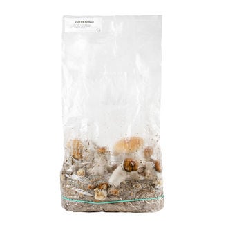 Bolsa Ready-2-Grow 'Hillbilly Pumpkin' de Zamnesia