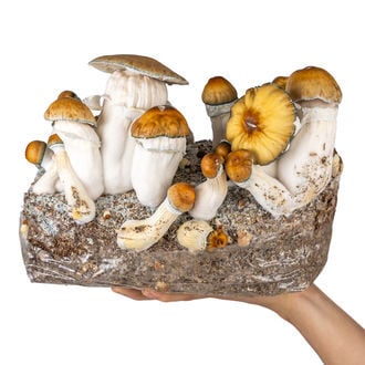 Bolsa Ready-2-Grow 'Hillbilly Pumpkin' de Zamnesia