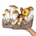 Bolsa Ready-2-Grow 'Hillbilly Pumpkin' de Zamnesia