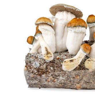 Bolsa Ready-2-Grow 'Hillbilly Pumpkin' de Zamnesia