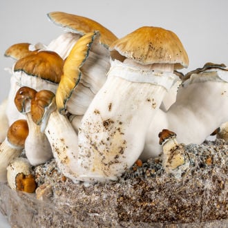 Bolsa Ready-2-Grow 'Hillbilly Pumpkin' de Zamnesia