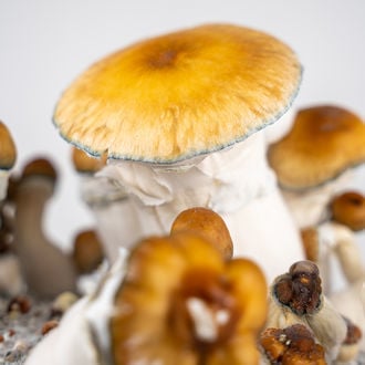 Bolsa Ready-2-Grow 'Hillbilly Pumpkin' de Zamnesia