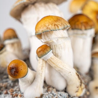 Bolsa Ready-2-Grow 'Hillbilly Pumpkin' de Zamnesia