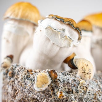 Bolsa Ready-2-Grow 'Hillbilly Pumpkin' de Zamnesia