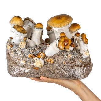 Bolsa Ready-2-Grow 'Hillbilly Pumpkin' de Zamnesia