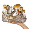 Bolsa Ready-2-Grow 'Hillbilly Pumpkin' de Zamnesia