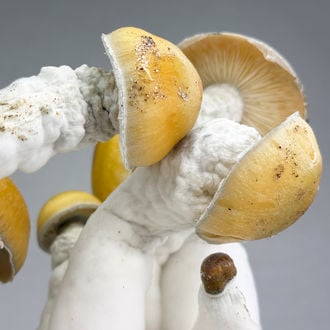 Bolsa de cultivo Zamnesia Ready-2-Grow 'MVP'