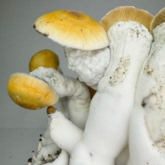 Bolsa de cultivo Zamnesia Ready-2-Grow 'MVP'