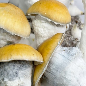 Bolsa de cultivo Zamnesia Ready-2-Grow 'MVP'