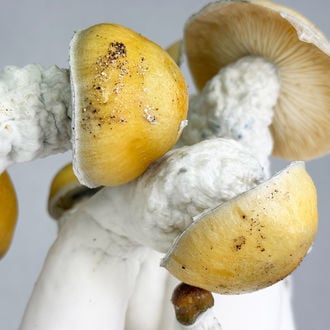 Bolsa de cultivo Zamnesia Ready-2-Grow 'MVP'