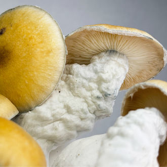 Bolsa de cultivo Zamnesia Ready-2-Grow 'MVP'