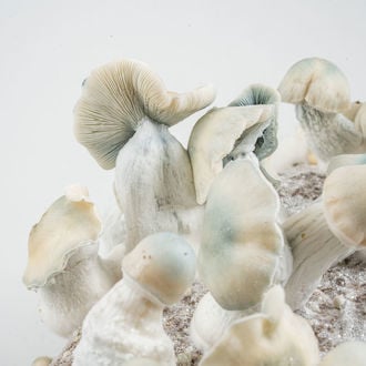 Bolsa de cultivo Zamnesia Ready-2-Grow 'Jack Rabbit'