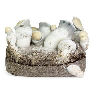 Bolsa de cultivo Zamnesia Ready-2-Grow 'Jack Rabbit'