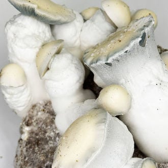 Bolsa de cultivo Zamnesia Ready-2-Grow 'Jack Rabbit'