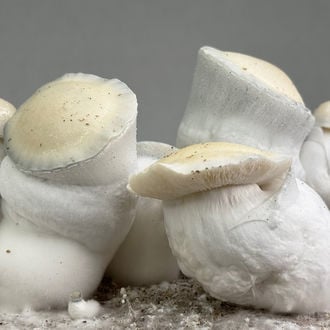 Bolsa de cultivo Zamnesia Ready-2-Grow 'Jack Rabbit'