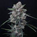 Whipped Runtz Auto (Pure Instinto) feminizada