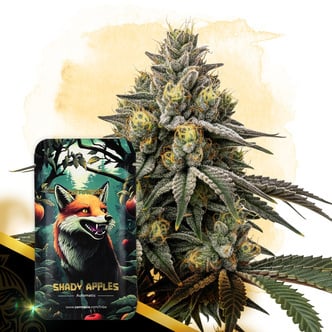 Shady Apples Automatic (Zamnesia Seeds) feminizada