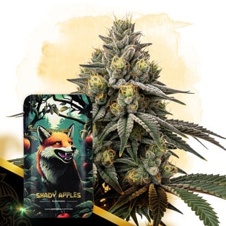 Shady Apples Automatic (Zamnesia Seeds) feminizada