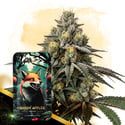 Shady Apples Automatic (Zamnesia Seeds) feminizada