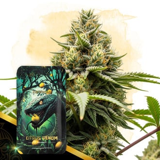 Citrus Venom Automatic (Zamnesia Seeds) feminizada