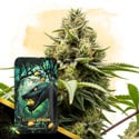 Citrus Venom Automatic (Zamnesia Seeds) feminizada