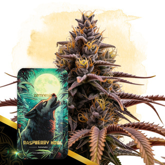 Raspberry Howl Automatic (Zamnesia Seeds) feminizada