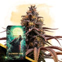 Raspberry Howl Automatic (Zamnesia Seeds) feminizada
