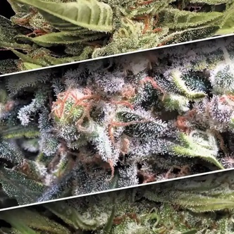 Auto Collection Pack 1 (Paradise Seeds) feminizada
