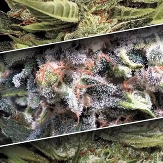 Auto Collection Pack 1 (Paradise Seeds) feminizada