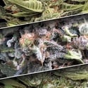 Auto Collection Pack 1 (Paradise Seeds) feminizada