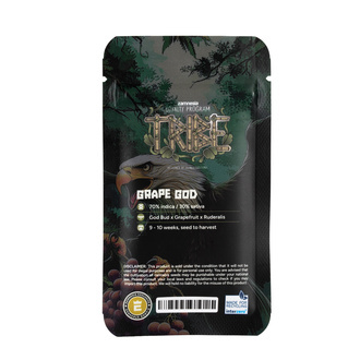 Grape God Auto (Zamnesia Seeds) feminizada