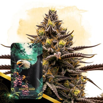 Grape God Automatic (Zamnesia Seeds) feminizada