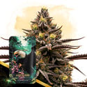 Grape God Automatic (Zamnesia Seeds) feminizada