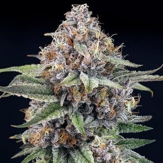 EyeBallz (Ripper Seeds) feminizada