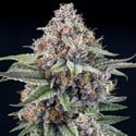 EyeBallz (Ripper Seeds) feminizada