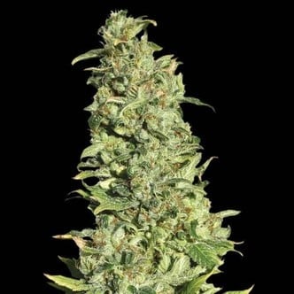 High Level (Eva Seeds) feminizada