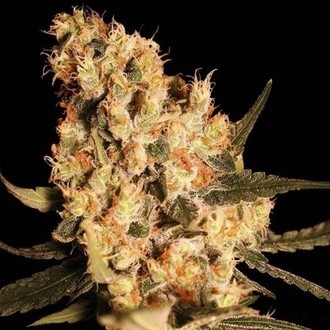 Jamaican Dream (Eva Seeds) feminizada