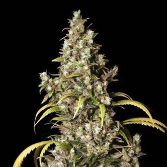 Monster (Eva Seeds) feminizada