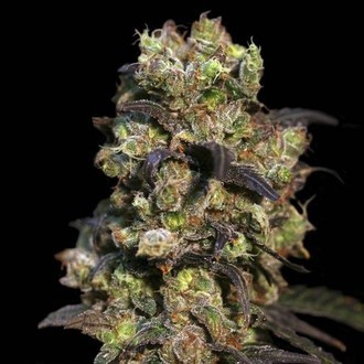 Pink Plant (Eva Seeds) feminizada