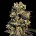 Pink Plant (Eva Seeds) feminizada